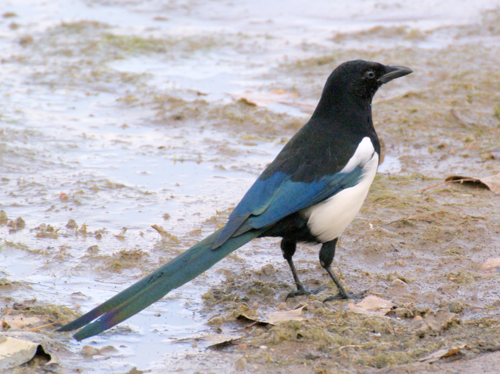 SE Texas Birding & Wildlife Watching Denver Trip (3) Cherry Creek